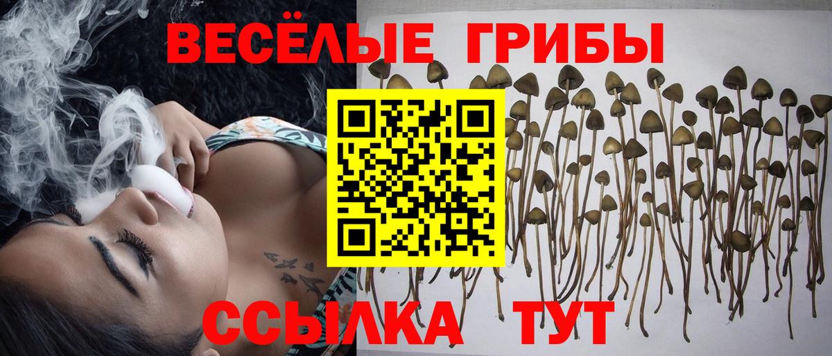 Котлас  Псилоцибиновые грибы Cubensis  магазин    Вход с VPN  Галлюциногенные грибы мухоморы 