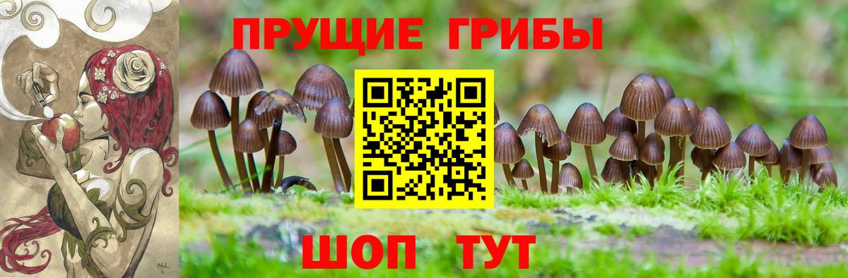 Галлюциногенные грибы Psilocybe Котлас